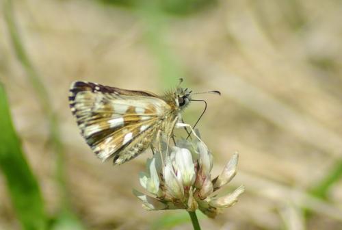 Réf. 184 609 : Pyrgus sp.